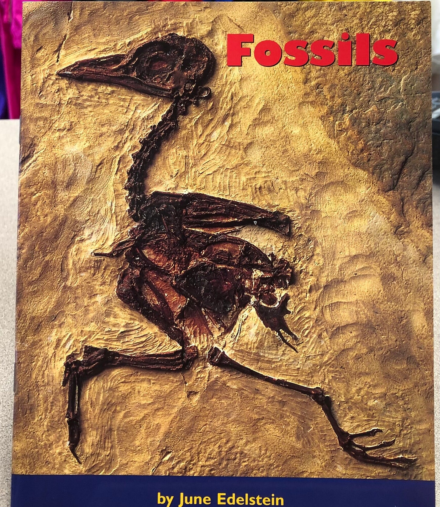 Multi  Fossils, One Size