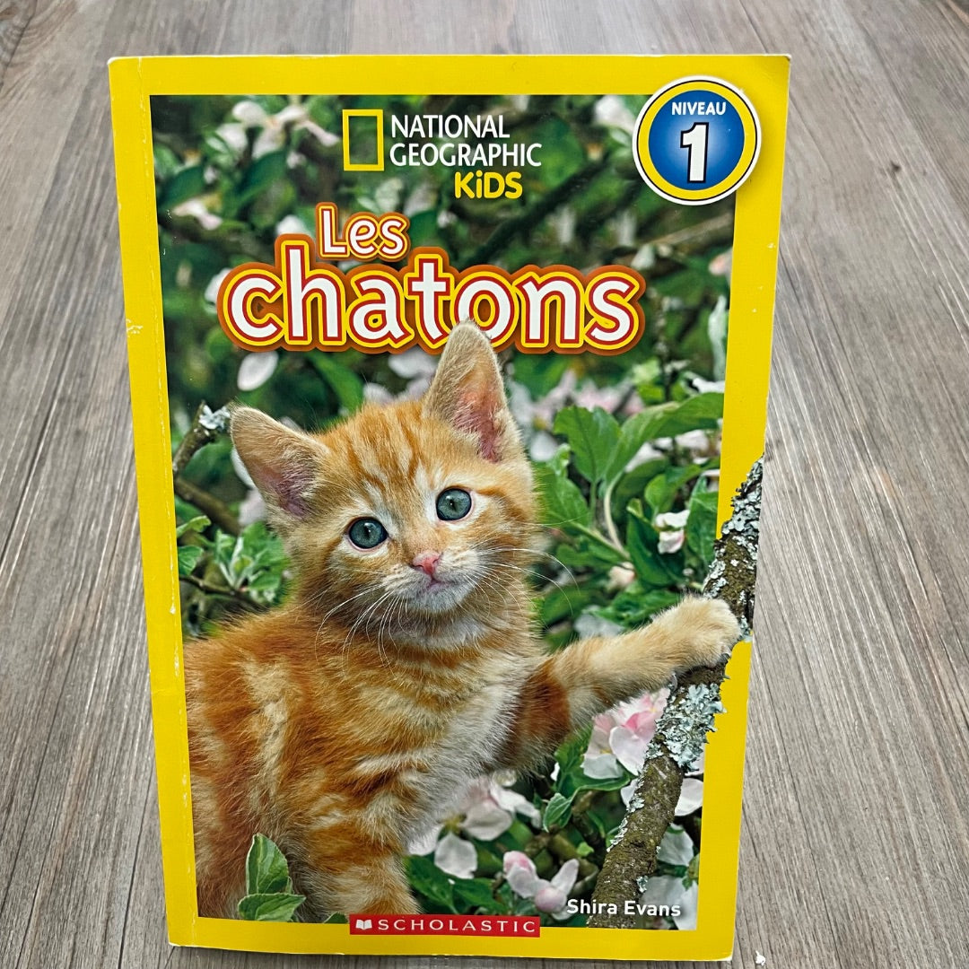 Multi Colour  Les Chatons, Paperback